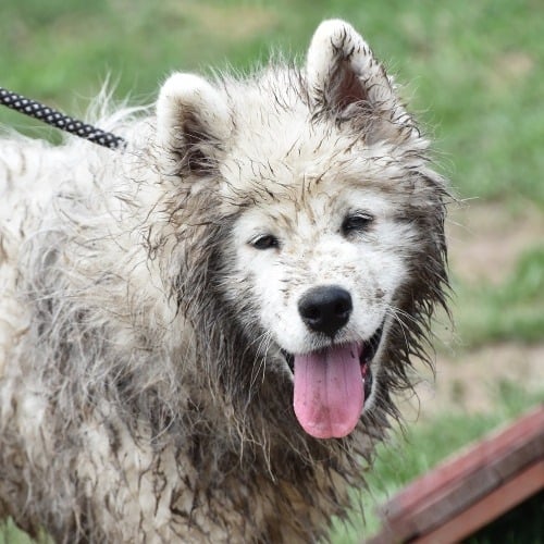 dog-5296833-1