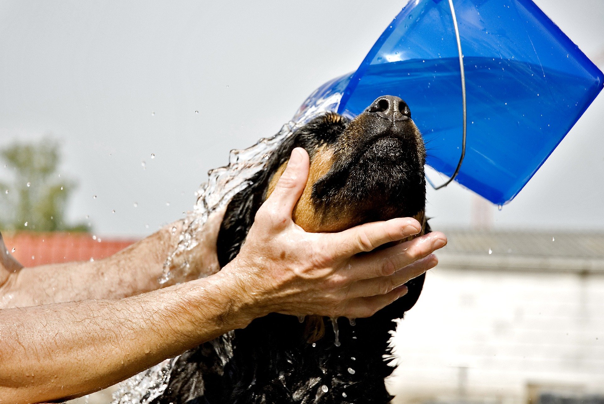 rottweiler-5277394_1920